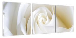 Obraz biele ruže (Obraz 90x30cm)