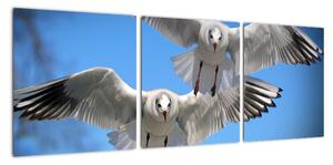 Obraz do bytu - vtáky (Obraz 90x30cm)