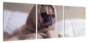 Obraz - pes v deke (Obraz 90x30cm)