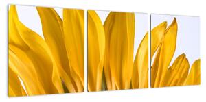 Obraz kvetu slnečnice (Obraz 90x30cm)