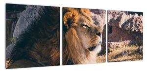 Obraz - ležiaci lev (Obraz 90x30cm)