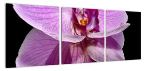 Obraz - orchidea (Obraz 90x30cm)