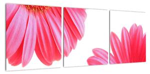 Obraz kvetín - astra (Obraz 90x30cm)