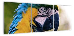 Obraz - papagáj (Obraz 90x30cm)