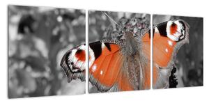 Oranžový motýľ - obraz (Obraz 90x30cm)