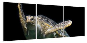 Obraz plávajúce korytnačky (Obraz 90x30cm)