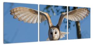 Obraz letiaci sovy (Obraz 90x30cm)