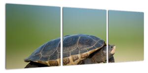 Obraz korytnačky - moderné obrazy (Obraz 90x30cm)