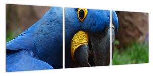 Obraz - papagáj (Obraz 90x30cm)
