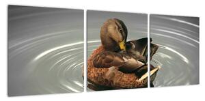 Obraz - kačice vo vode (Obraz 90x30cm)