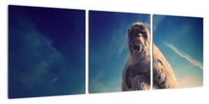 Obraz opice - obrazy zvierat (Obraz 90x30cm)