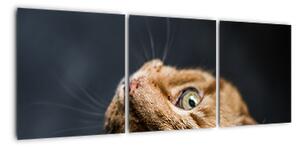 Moderný obraz - mačky (Obraz 90x30cm)