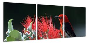 Obraz vtákov - červená (Obraz 90x30cm)