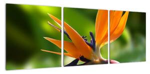 Detail kvetu - obraz (Obraz 90x30cm)
