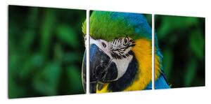 Obraz papagája (Obraz 90x30cm)