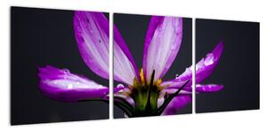 Obraz - kvety (Obraz 90x30cm)