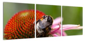 Obraz včely na kvete (Obraz 90x30cm)