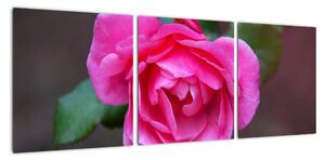 Obraz ruže na stenu (Obraz 90x30cm)