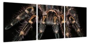Obraz - Tarantula (Obraz 90x30cm)
