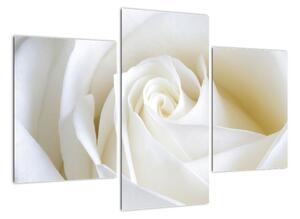 Obraz biele ruže (Obraz 90x60cm)