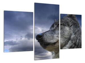 Obraz vlka (Obraz 90x60cm)