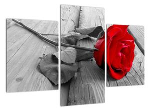 Obraz ruže s červeným kvetom (Obraz 90x60cm)