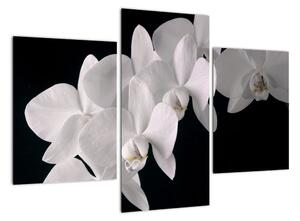 Obraz - biele orchidey (Obraz 90x60cm)