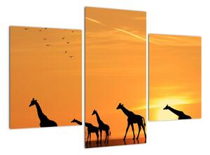 Moderný obraz - žirafy (Obraz 90x60cm)