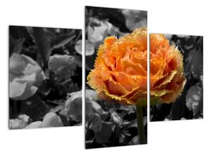 Oranžový kvet na čiernobielom pozadí - obraz (Obraz 90x60cm)