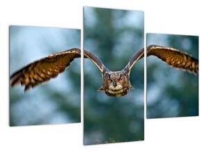 Obraz letiaci sovy (Obraz 90x60cm)
