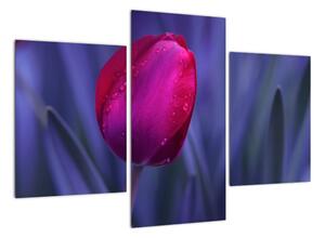 Obraz - tulipán (Obraz 90x60cm)