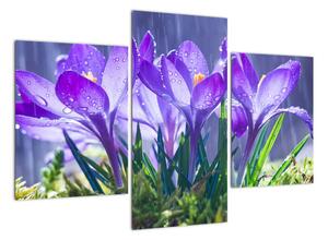 Obraz kvetov pri daždi (Obraz 90x60cm)