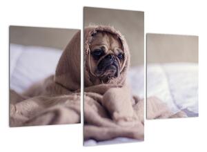 Obraz - pes v deke (Obraz 90x60cm)