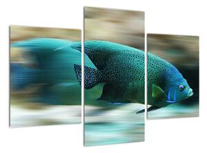 Obraz na stenu - ryby (Obraz 90x60cm)