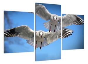 Obraz do bytu - vtáky (Obraz 90x60cm)