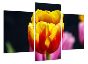 Obraz tulipánu (Obraz 90x60cm)