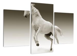 Obrazy bieleho koňa (Obraz 90x60cm)