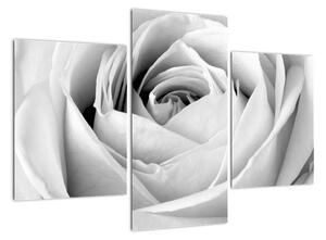 Čiernobiely obraz ruže (Obraz 90x60cm)