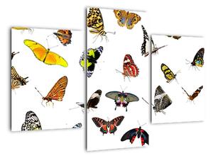 Obrazy motýľov (Obraz 90x60cm)