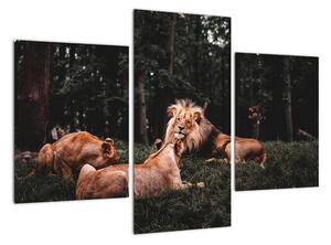 Obrazy - levy v lese (Obraz 90x60cm)