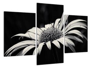 Čiernobiely obraz kvetu (Obraz 90x60cm)