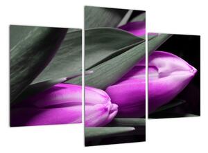 Obraz fialových tulipánov (Obraz 90x60cm)