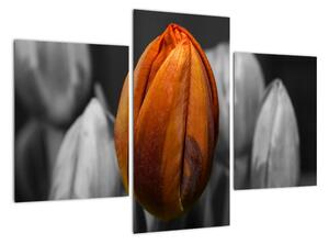 Oranžový tulipán medzi čiernobielymi - obraz (Obraz 90x60cm)