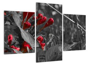 Červené kvety - moderné obrazy (Obraz 90x60cm)