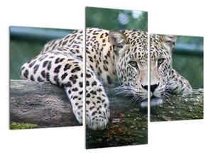 Obraz leopard (Obraz 90x60cm)