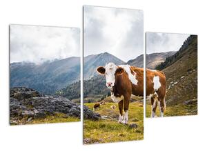 Obraz kravy na lúke (Obraz 90x60cm)