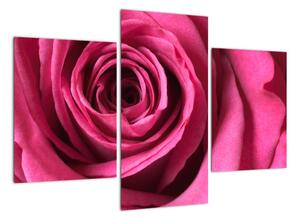 Obraz ružové ruže (Obraz 90x60cm)