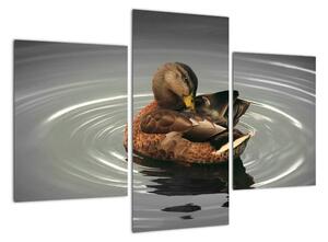 Obraz - kačice vo vode (Obraz 90x60cm)