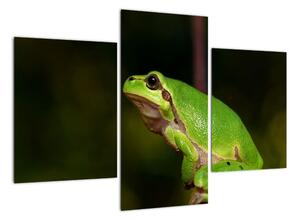 Obraz žaby (Obraz 90x60cm)
