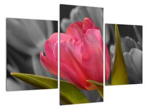 Obraz červeného tulipánu na čiernobielom pozadí (Obraz 90x60cm)
